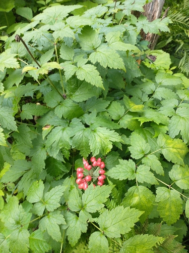 Actaea rubra (red baneberry)