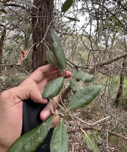Syncarpia glomulifera (Turpentine)