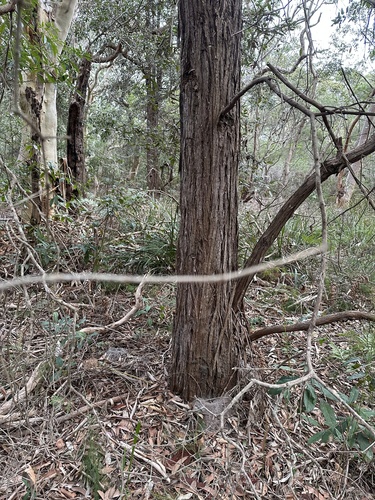 Syncarpia glomulifera (Turpentine) (alternate view 2)