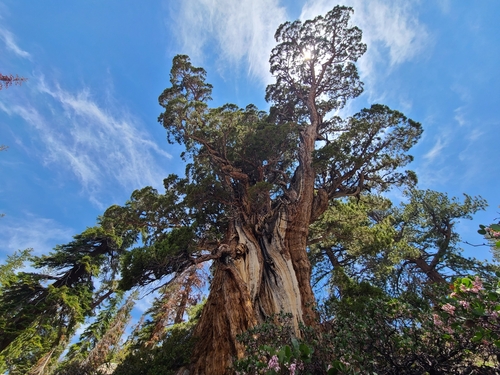 Juniperus grandis (Sierra juniper) (alternate view 2)