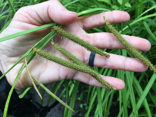 Carex crinita (Fringed Sedge)