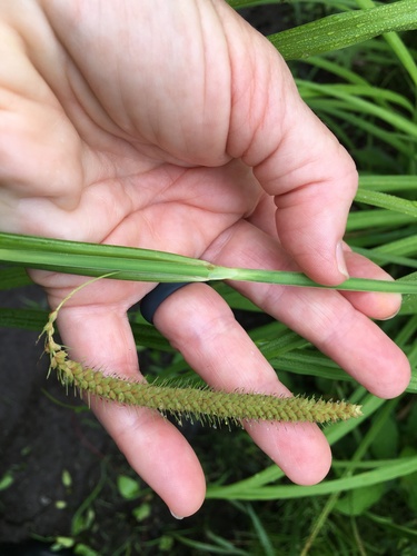 Carex crinita (Fringed Sedge)