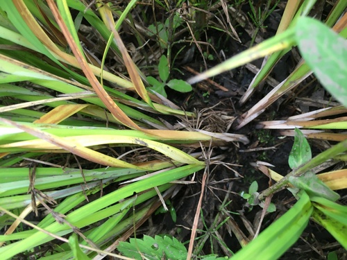 Carex crinita (Fringed Sedge)