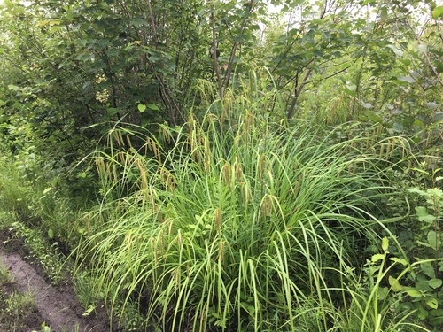Carex crinita (Fringed Sedge)