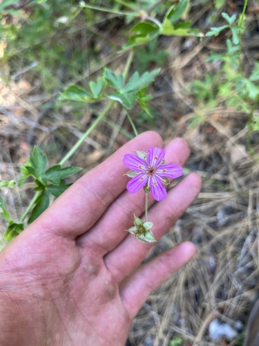 Geranium caespitosum (pinewoods geranium) (alternate view 8)