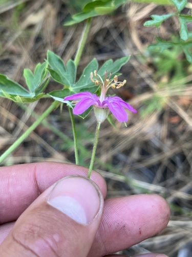 Geranium caespitosum (pinewoods geranium) (alternate view 9)
