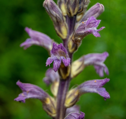 Phelipanche