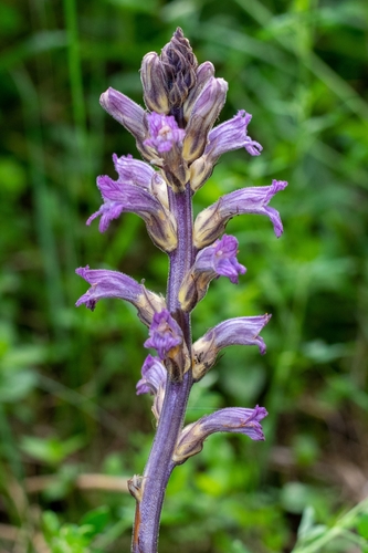 Phelipanche (alternate view 2)
