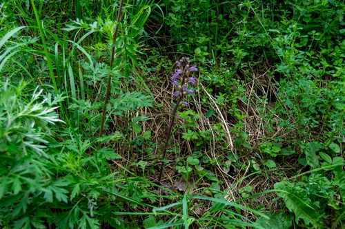 Phelipanche (alternate view 3)