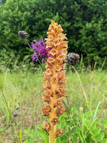 Orobanche (Broomrapes) (alternate view 8)