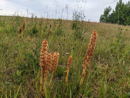 Orobanche (Broomrapes) (alternate view 9)