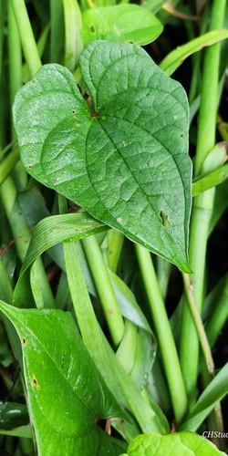 Dioscorea polystachya (Chinese yam) (alternate view 6)