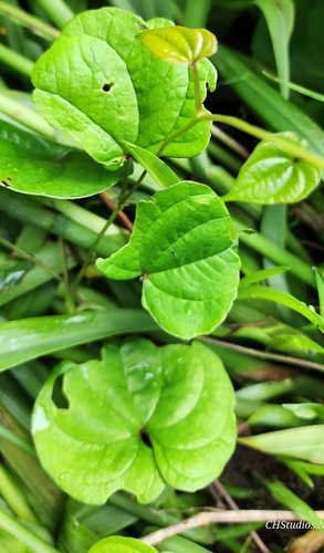 Dioscorea polystachya (Chinese yam) (alternate view 7)