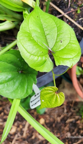 Dioscorea polystachya (Chinese yam) (alternate view 8)