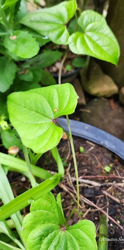 Dioscorea polystachya (Chinese yam) (alternate view 9)