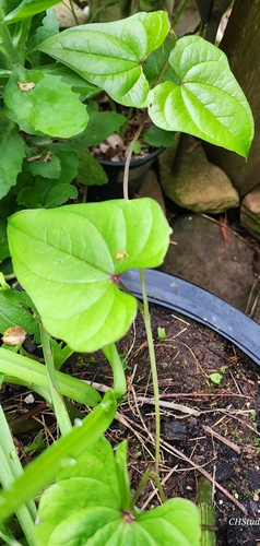 Dioscorea polystachya (Chinese yam) (alternate view 10)