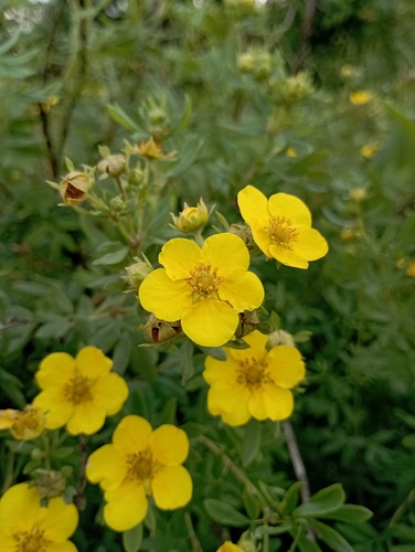 Dasiphora fruticosa (potentilla, cinquefoil) (alternate view 12)