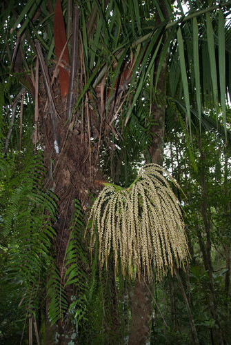 Dypsis (alternate view 5)