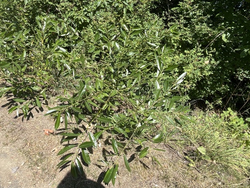 Salix hookeriana (Coastal Willow)
