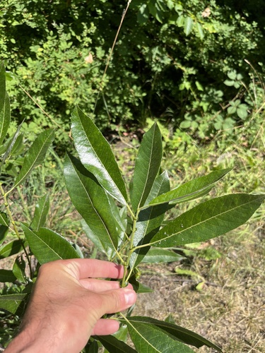 Salix hookeriana (Coastal Willow) (alternate view 2)