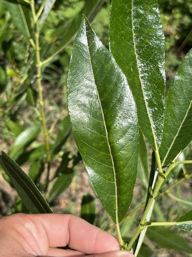 Salix hookeriana (Coastal Willow) (alternate view 3)