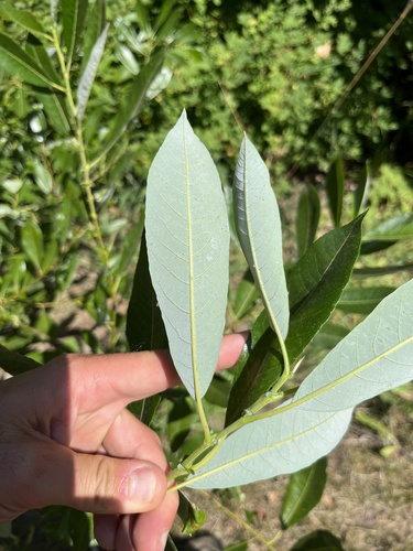 Salix hookeriana (Coastal Willow) (alternate view 4)