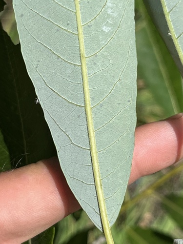 Salix hookeriana (Coastal Willow) (alternate view 5)