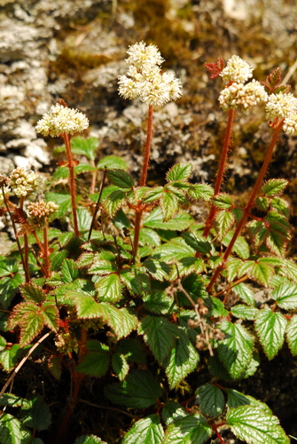 Astilbe (false goat's beards) (alternate view 7)