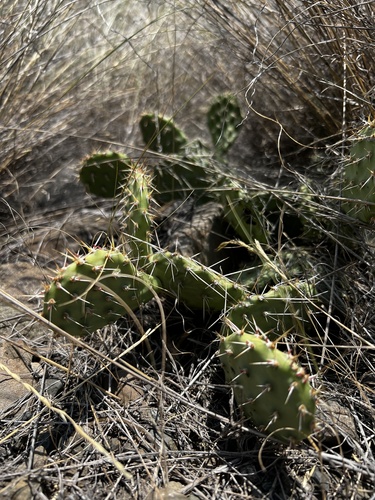 Opuntia × columbiana (Columbia Pricklypear) (alternate view 2)