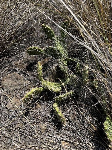 Opuntia × columbiana (Columbia Pricklypear) (alternate view 3)