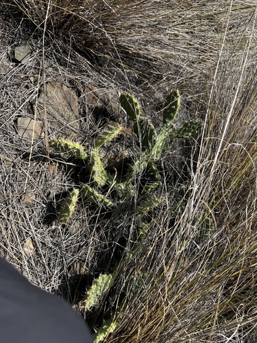 Opuntia × columbiana (Columbia Pricklypear) (alternate view 4)