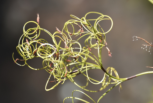 Caustis flexuosa (Curly Wig) (alternate view 6)