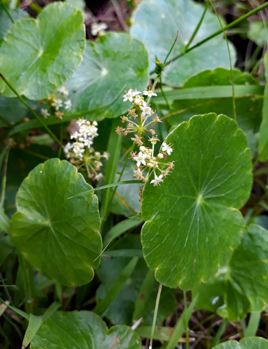 Hydrocotyle bonariensis (largeleaf pennywort)