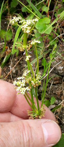 Hydrocotyle bonariensis (largeleaf pennywort) (alternate view 2)