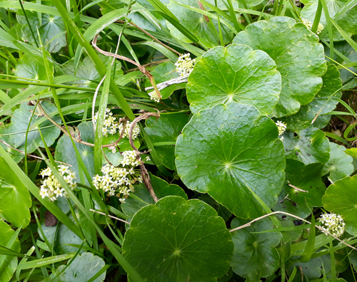 Hydrocotyle bonariensis (largeleaf pennywort) (alternate view 3)