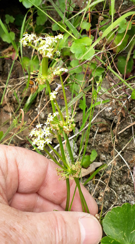 Hydrocotyle bonariensis (largeleaf pennywort) (alternate view 4)