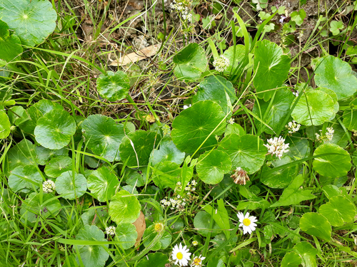 Hydrocotyle bonariensis (largeleaf pennywort) (alternate view 5)