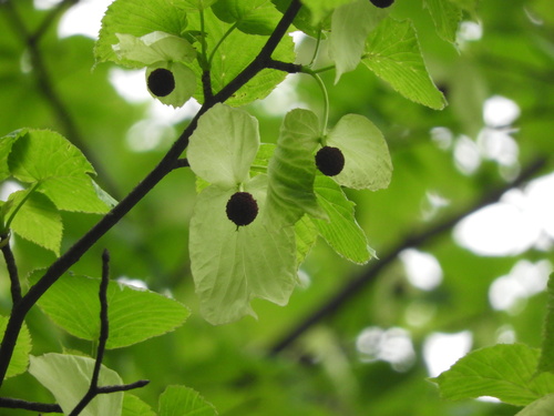 Davidia involucrata (dove tree) (alternate view 10)