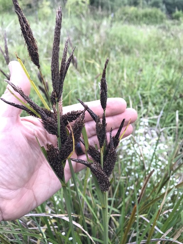 Carex obnupta (slough sedge)