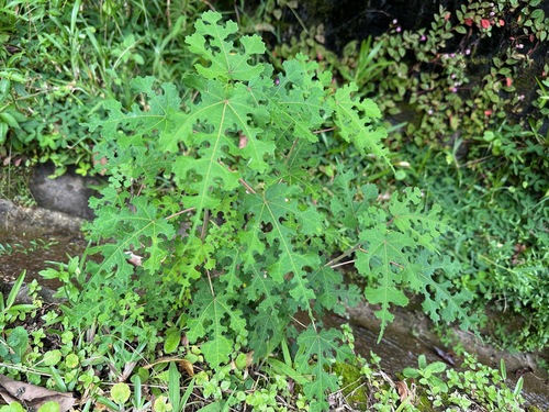 Urena lobata (Caesar weed) (alternate view 9)