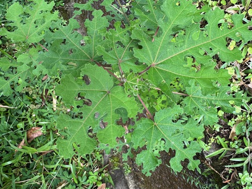 Urena lobata (Caesar weed) (alternate view 8)