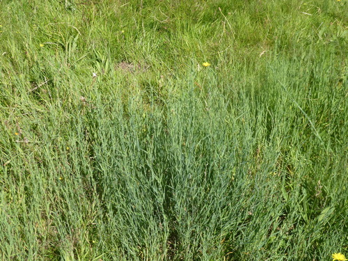 Holcus mollis (creeping velvet grass) (alternate view 3)