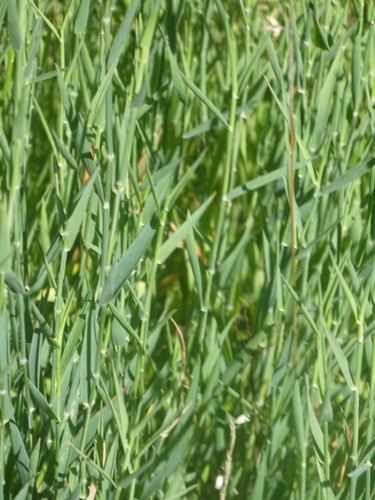 Holcus mollis (creeping velvet grass) (alternate view 4)