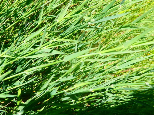 Holcus mollis (creeping velvet grass) (alternate view 5)