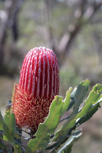 Banksia menziesii (Firewood Banksia) (alternate view 6)