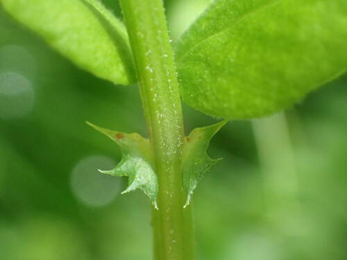 Vicia sepium (Bush Vetch)