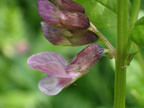 Vicia sepium (Bush Vetch)