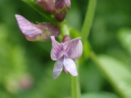 Vicia sepium (Bush Vetch)