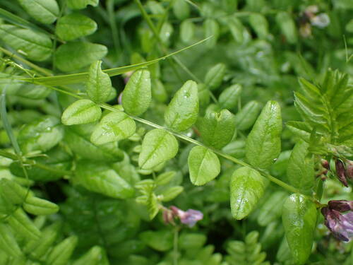 Vicia sepium (Bush Vetch)