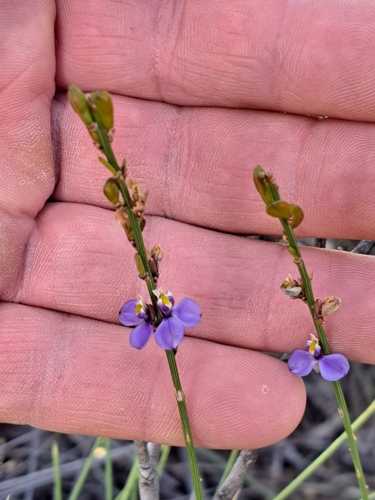 Comesperma calymega (Blue Spike Milkwort) (alternate view 5)